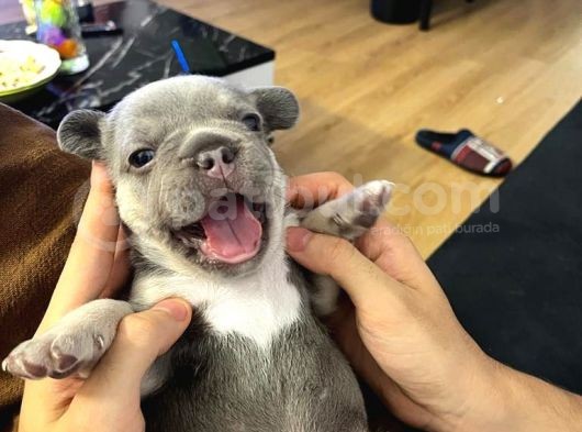 French Bulldog Egzoti̇k Renkler görsel