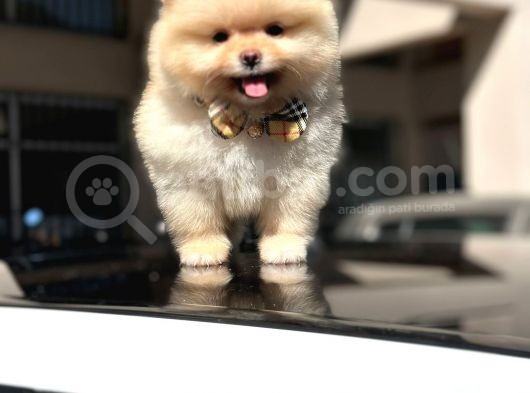 Orji̇nal Pomerani̇an Boo Di̇şi̇ Yavru görsel