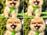 Yasal Üretim Çifliğinden  Show Kalite Pomeranian