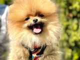 Kusursuz Güzellikte Olan Pomeranian Yavrularımız 
