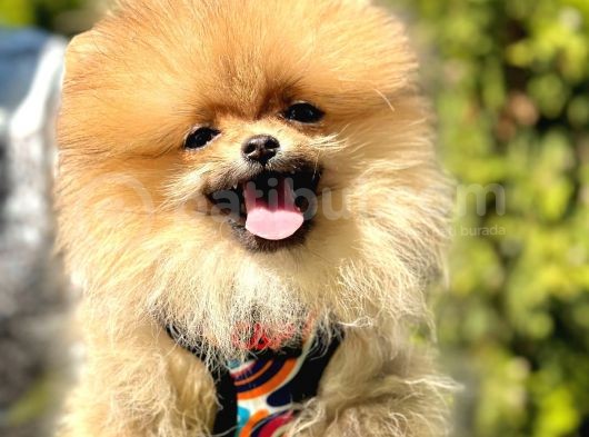 Kusursuz Güzellikte Olan Pomeranian Yavrularımız  görsel