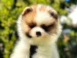 Renklerin En Güzel Tonundan Tedy Pomeranian