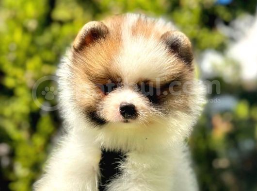 Renklerin En Güzel Tonundan Tedy Pomeranian görsel