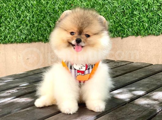 Mini Minnoş Bir Bella görsel