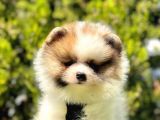Renklerin en güzel tonundan tedy pomeranian