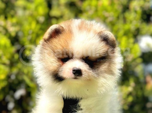 Renklerin En Güzel Tonundan Tedy Pomeranian