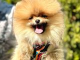 Kusursuz güzellikte olan pomeranian yavrularımız 