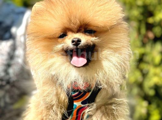 Kusursuz Güzellikte Olan Pomeranian Yavrularımız 