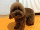 Redbrown toy poodle