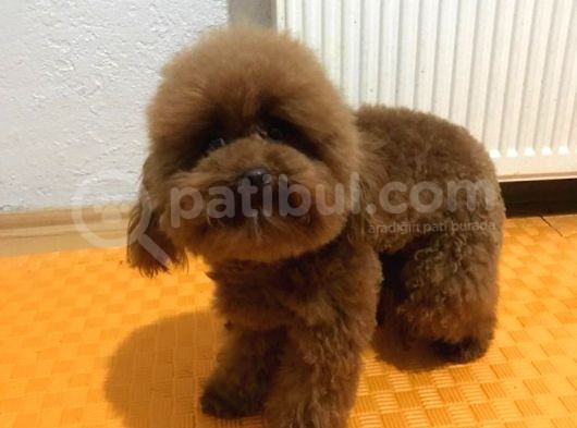 Redbrown Toy Poodle