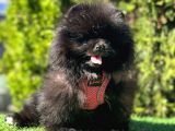 Farklı Olmayı Sevenlere Show Kalitede  Pomeranian
