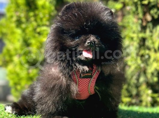Farklı Olmayı Sevenlere Show Kalitede  Pomeranian görsel