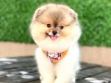 Mini Minnoş Bir Bella