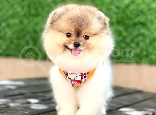 Mini Minnoş Bir Bella görsel