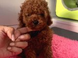 Saf Kizil Kan Kore Toy Poodle Yavrulari