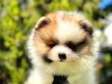 Renklerin En Güzel Tonundan Tedy Pomeranian