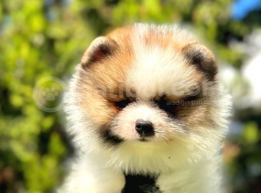 Renklerin En Güzel Tonundan Tedy Pomeranian görsel