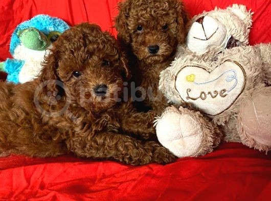 Bal Surat  Toy Poodle 
