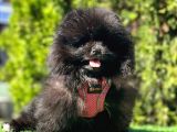 Farklı Olmayı Sevenlere Show Kalitede  Pomeranian