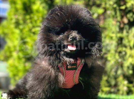 Farklı Olmayı Sevenlere Show Kalitede  Pomeranian görsel