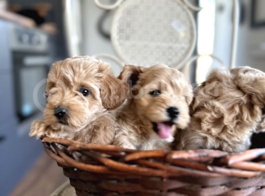 Tüy Dökmeyen Köpek Isteyenlere Maltipo görsel
