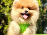 Yasal Üretim Çifliğinden  Show Kalite Pomeranian