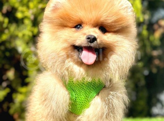Yasal Üretim Çifliğinden  Show Kalite Pomeranian görsel