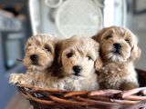 Tüy dökmeyen köpek isteyenlere Maltipo