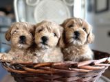 Tüy Dökmeyen Köpek Isteyenlere Maltipo