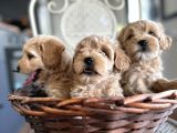Tüy Dökmeyen Köpek Isteyenlere Maltipo
