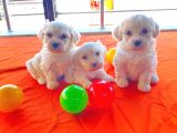 0 Numara Maltese Terrier Bebeklerimiz