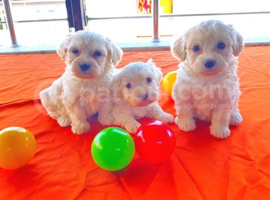 0 Numara Maltese Terrier Bebeklerimiz görsel