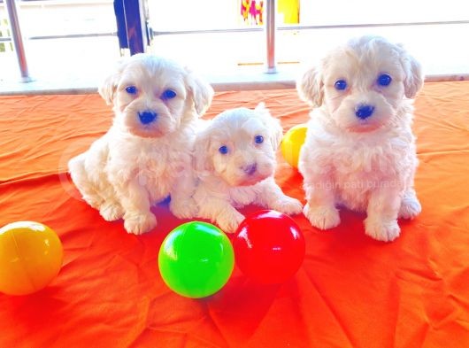0 Numara Maltese Terrier Bebeklerimiz