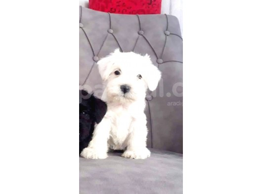 Maltesse Terri̇er  