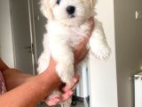 Maltipoo bebekler yeni yuvalarını arıyor