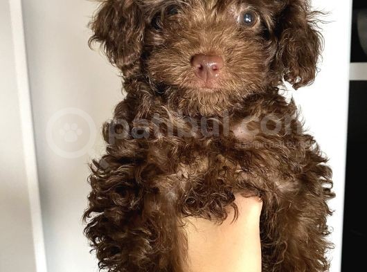 Kendi Köpeğimin Yavruları Acil Vermem Gerekiyor görsel
