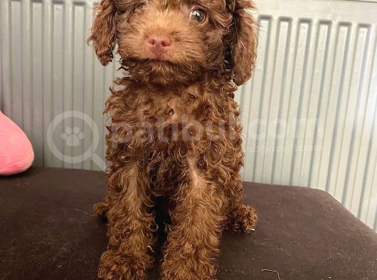 Kendi Köpeğimin Yavruları Acil Vermem Gerekiyor