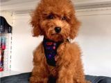 Saf Kizil Kan Kore Toy Poodle Yavrulari