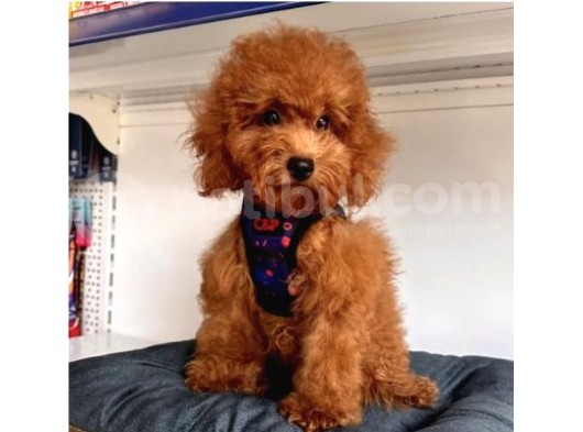 Saf Kizil Kan Kore Toy Poodle Yavrulari görsel