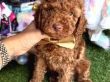 SAF KIZIL KAN KORE TOY POODLE YAVRULARI