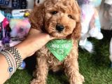 Saf Kizil Kan Kore Toy Poodle Yavrulari