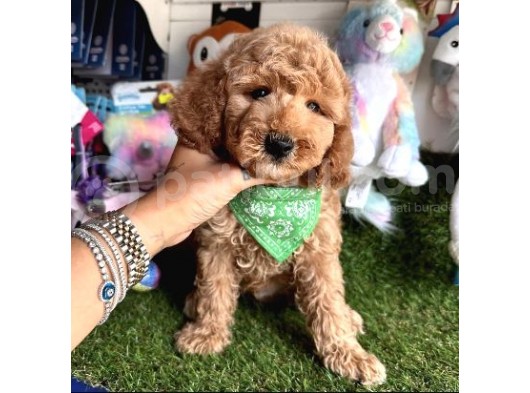 Saf Kizil Kan Kore Toy Poodle Yavrulari görsel