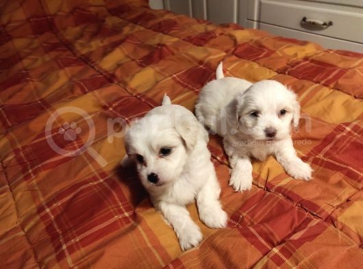 A Kalite Maltese Terrier Yavrularımız görsel