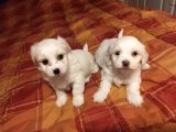 A kalite Maltese terrier yavrularımız
