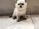 Kedi sever insanlara Hayırlı olsun