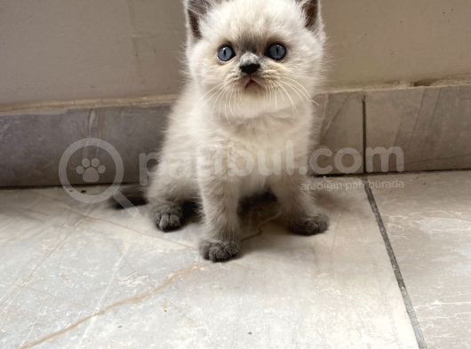 Kedi Sever Insanlara Hayırlı Olsun