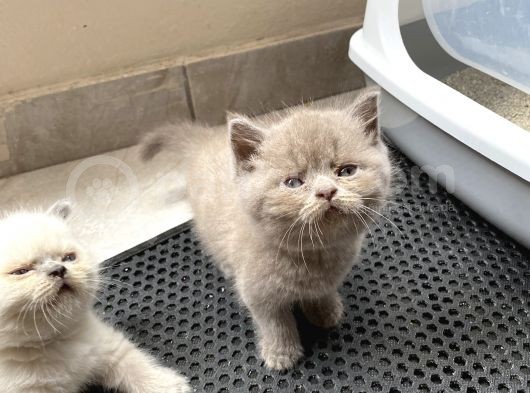 Kedi Sever Insanlara Hayırlı Olsun görsel