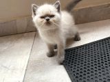 Kedi Sever Insanlara Hayırlı Olsun