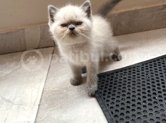 Kedi Sever Insanlara Hayırlı Olsun görsel