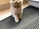 Kedi Sever Insanlara Hayırlı Olsun